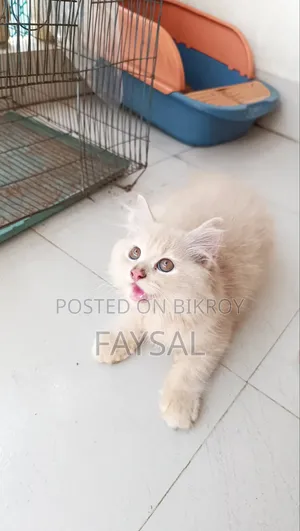 Traditional Persian Male Cat