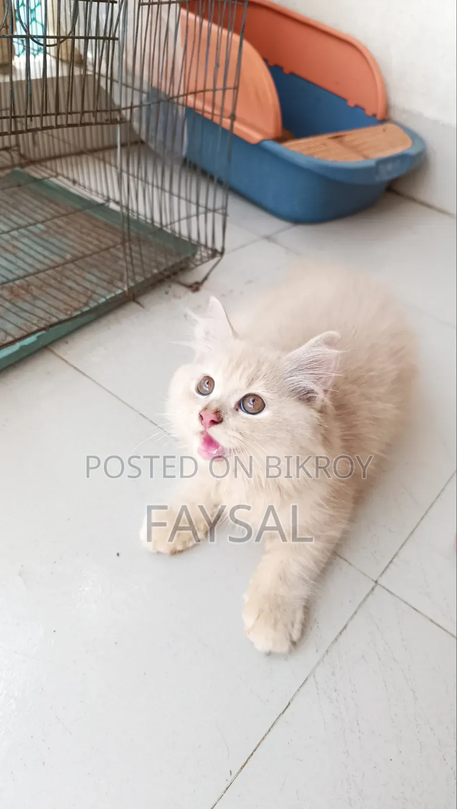 Traditional Persian Male Cat