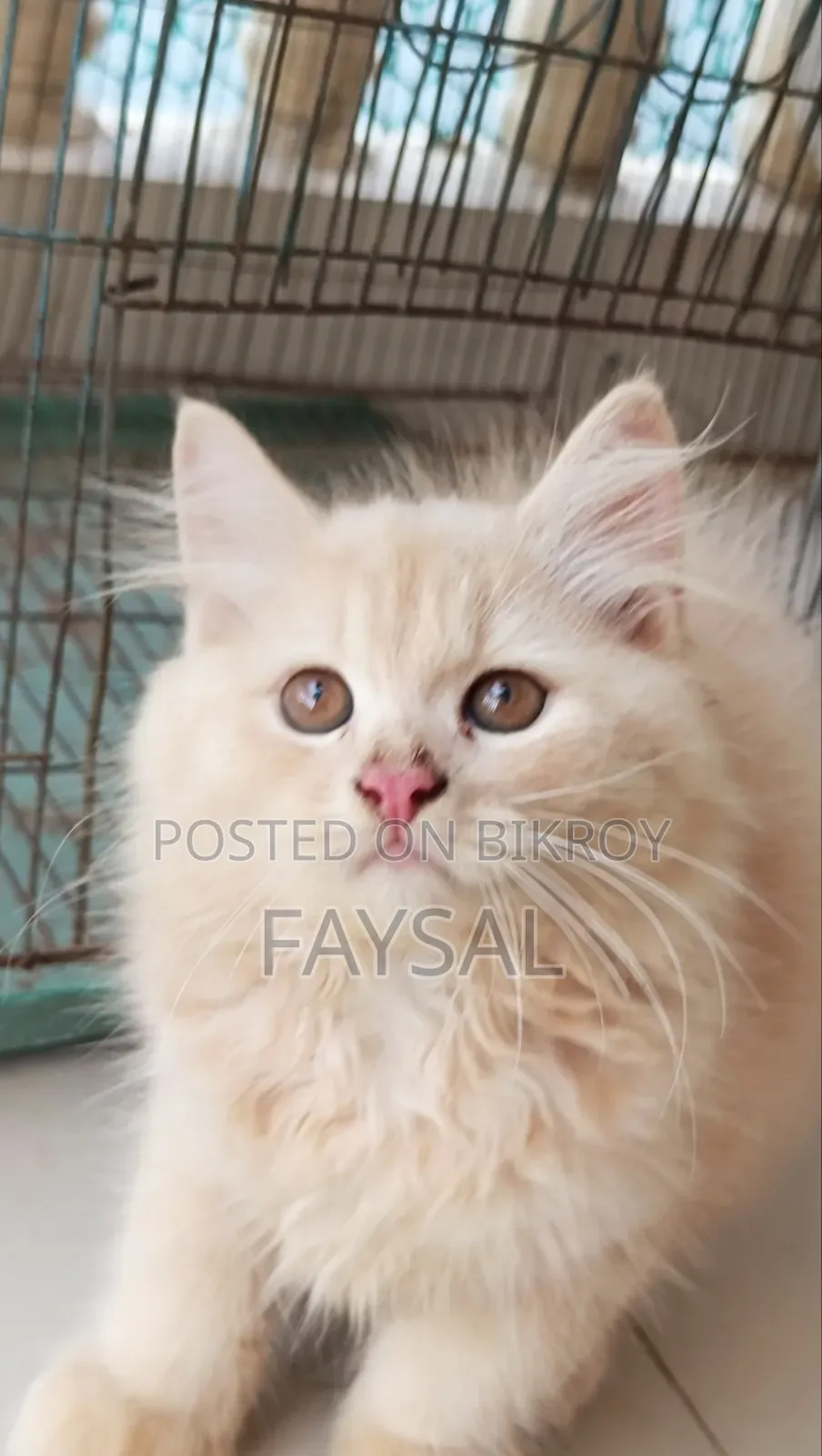 Traditional Persian Male Cat