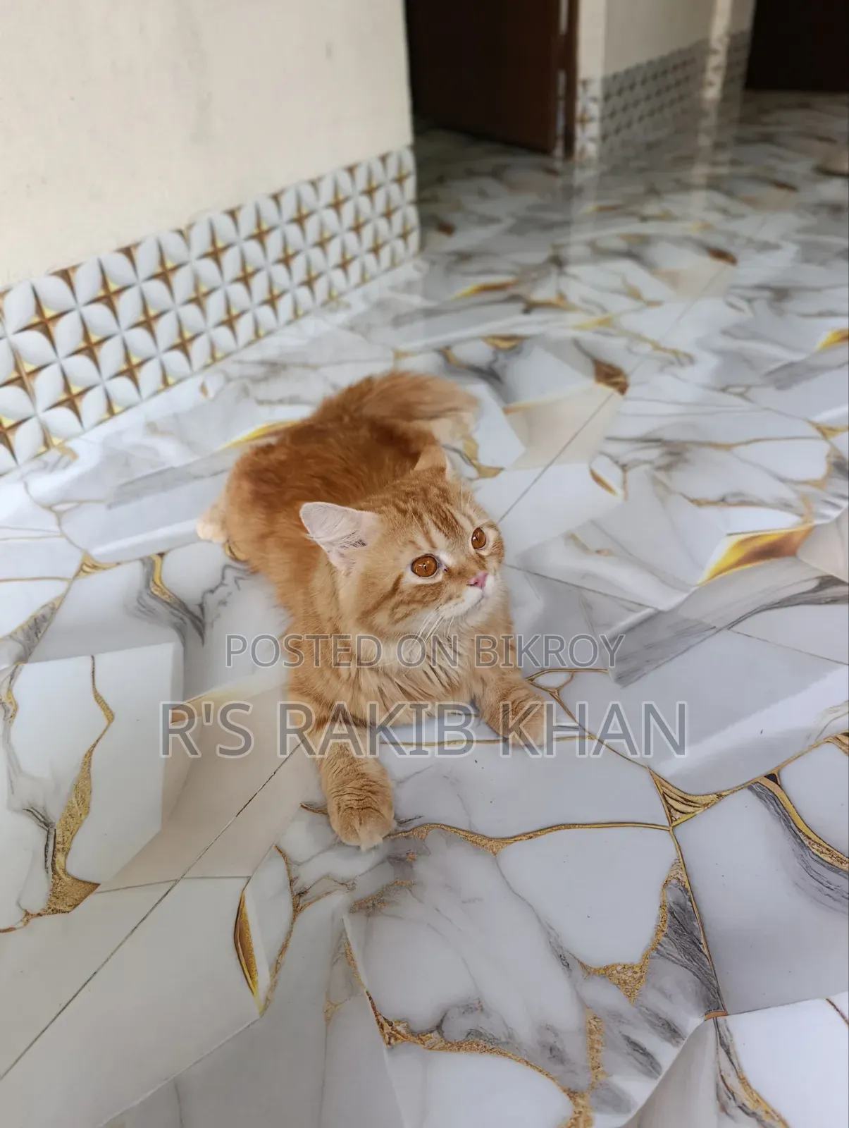 1+ Year Male Purebred Persian