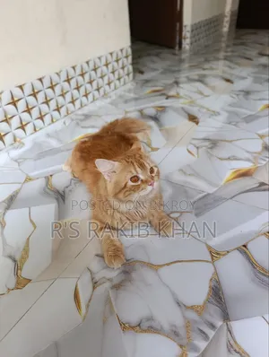 1+ Year Male Purebred Persian