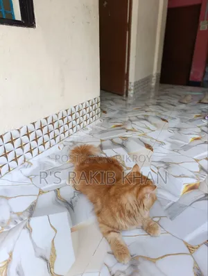 1+ Year Male Purebred Persian