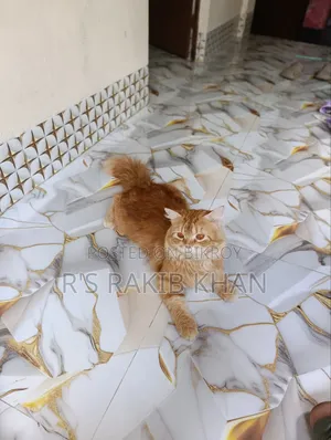 1+ Year Male Purebred Persian