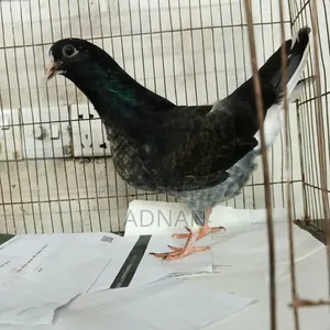 এক পিস কবুতর বিক্রয় হবে।