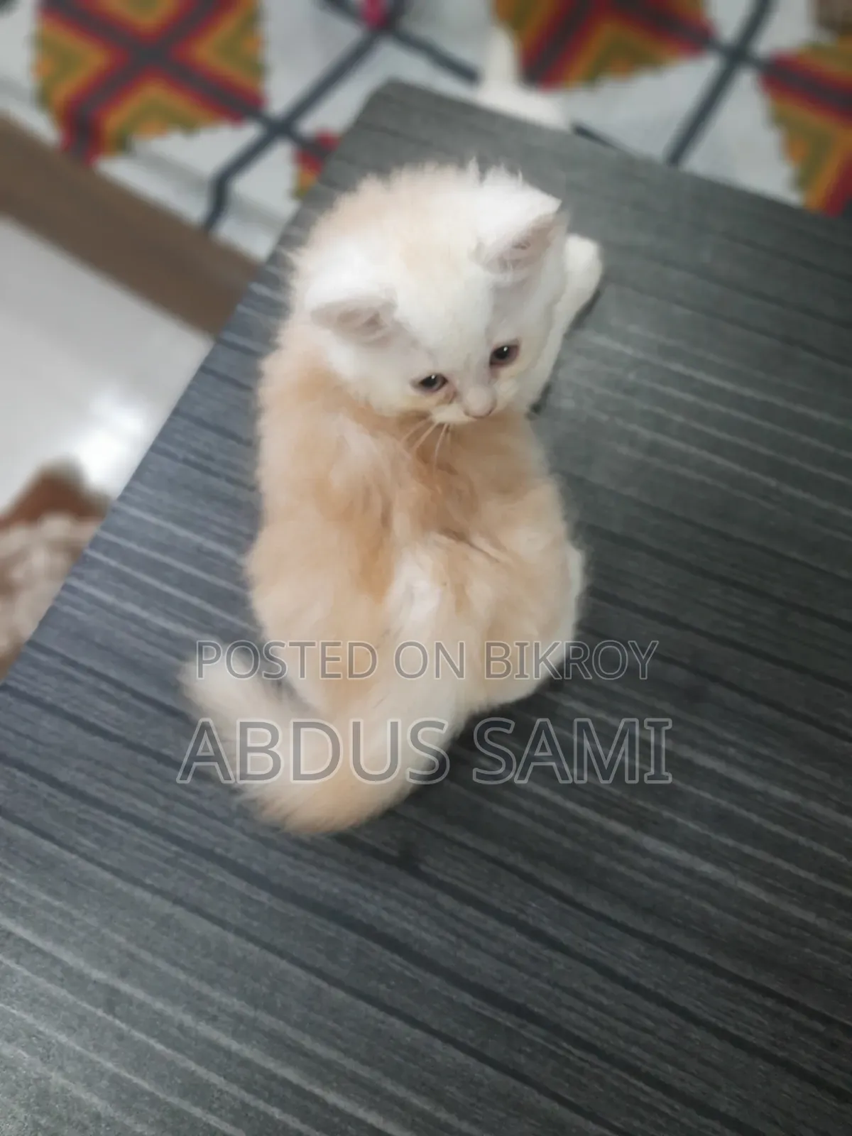 1-3 Months Male Purebred Persian