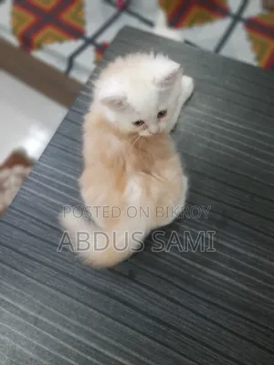 1-3 Months Male Purebred Persian