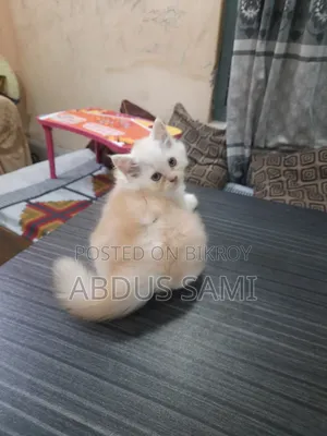 1-3 Months Male Purebred Persian
