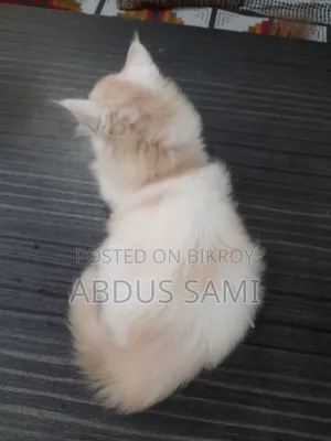 1-3 Months Male Purebred Persian