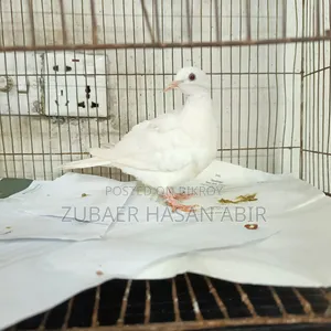 One piece dove bird will be sold.