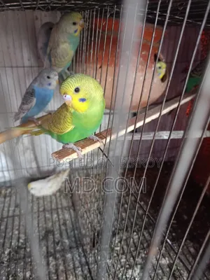 Budgerigar Bird Pair