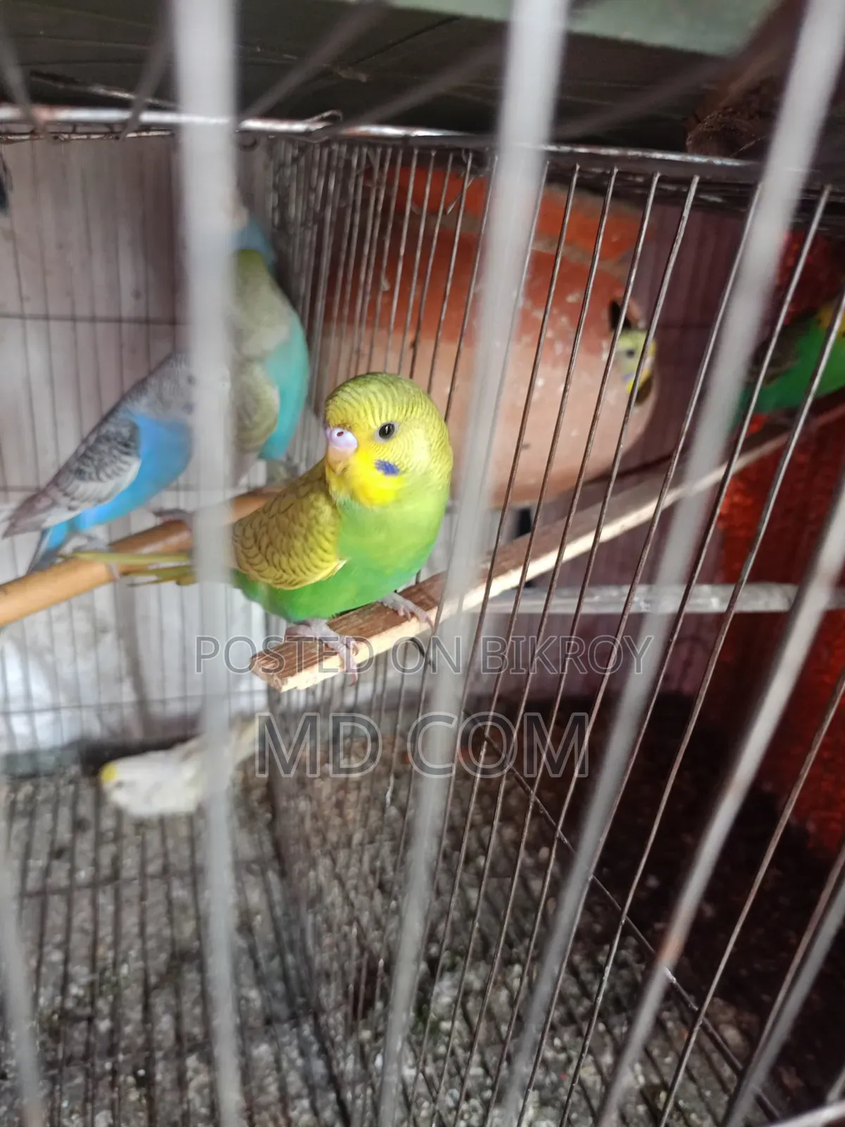 Budgerigar Bird Pair
