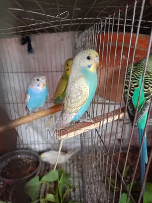 Budgerigar Bird Pair