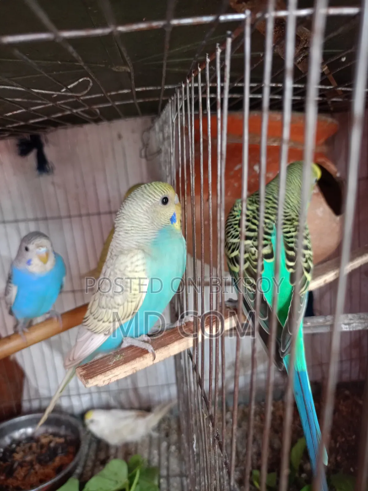 Budgerigar Bird Pair