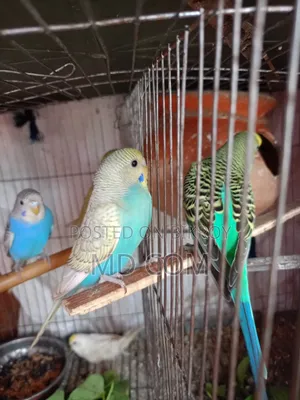 Budgerigar Bird Pair