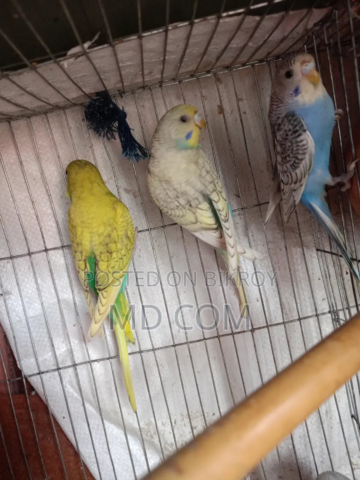 Budgerigar Bird Pair