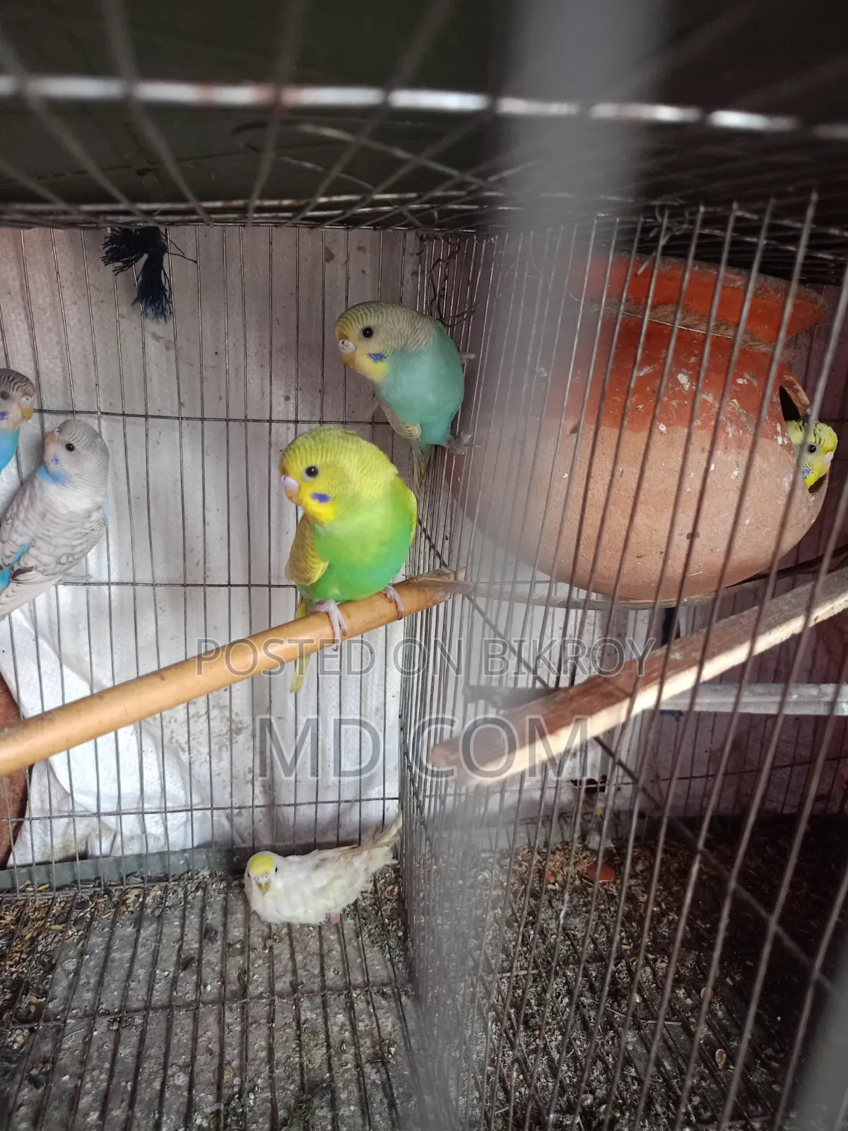 Budgerigar Bird Pair