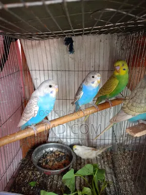 Budgerigar Bird