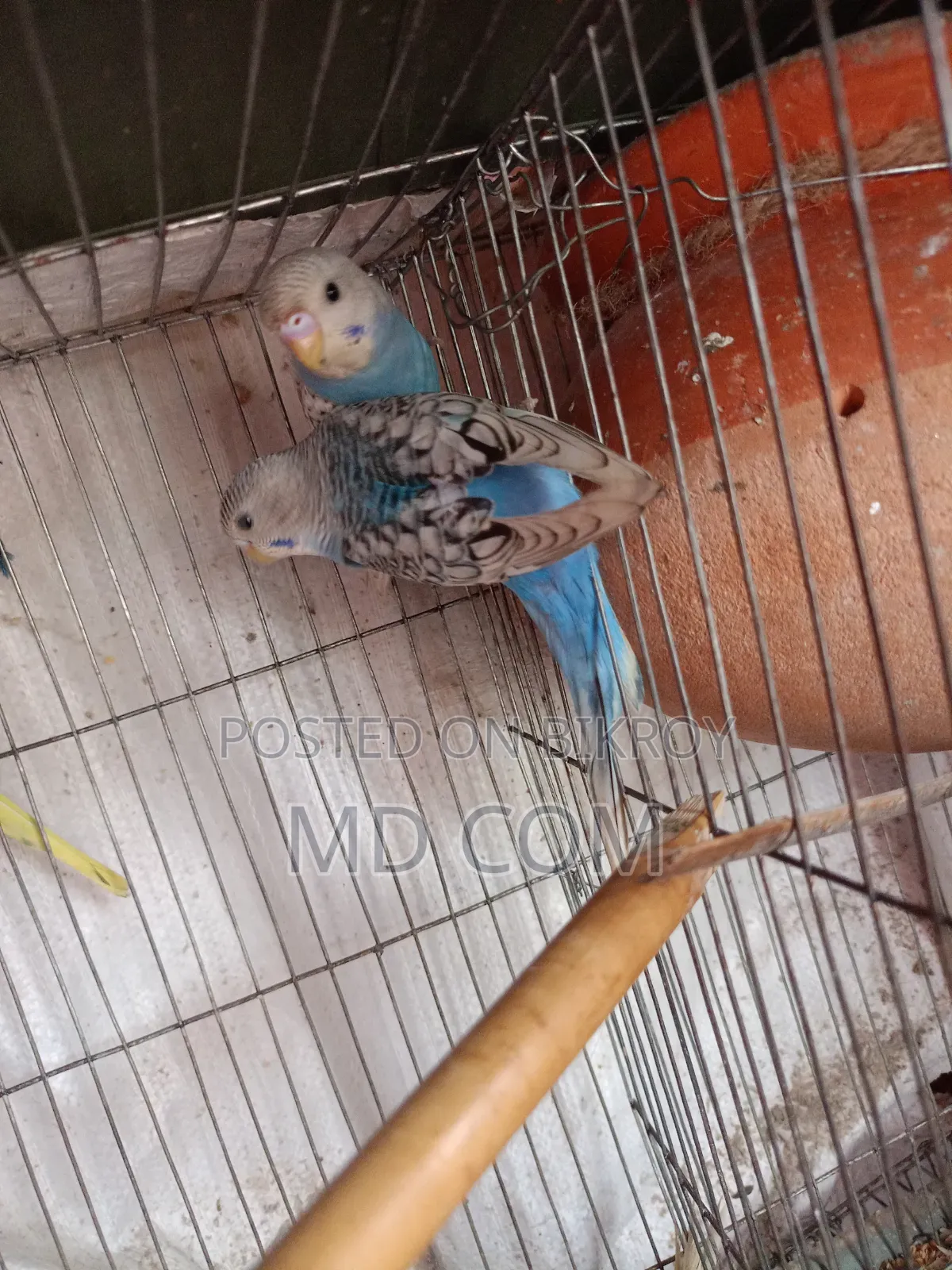 Budgerigar Bird