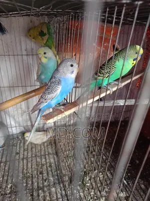 Budgerigar Bird
