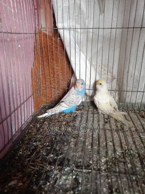 Budgerigar Bird