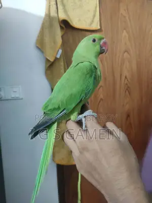 সুপার টেম টিয়া পাখি