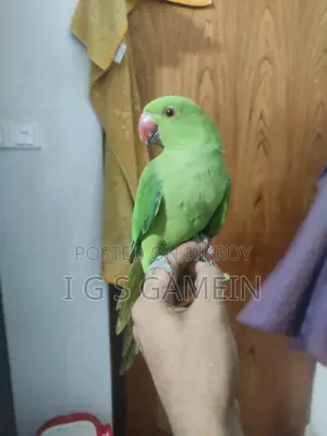 সুপার টেম টিয়া পাখি