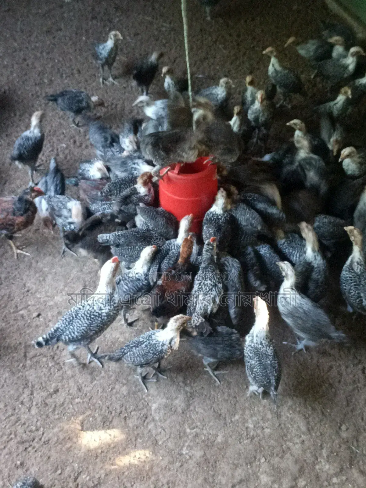 ৪০দিন বয়সী মিশরীয় পাউমি মুরগি