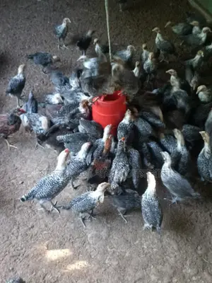 ৪০দিন বয়সী মিশরীয় পাউমি মুরগি