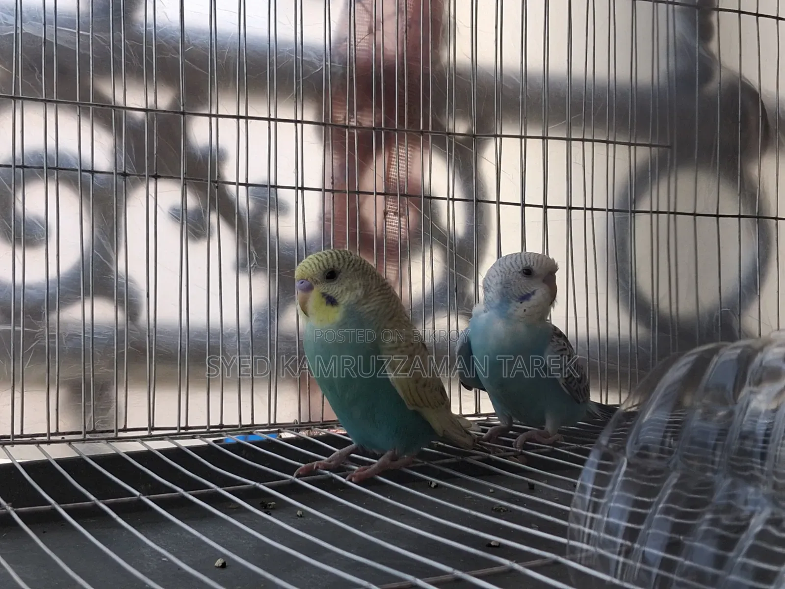 নতুন রানিং বাজরিগার পাখি