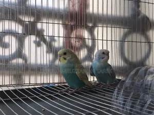 New Running Budgerigar Bird