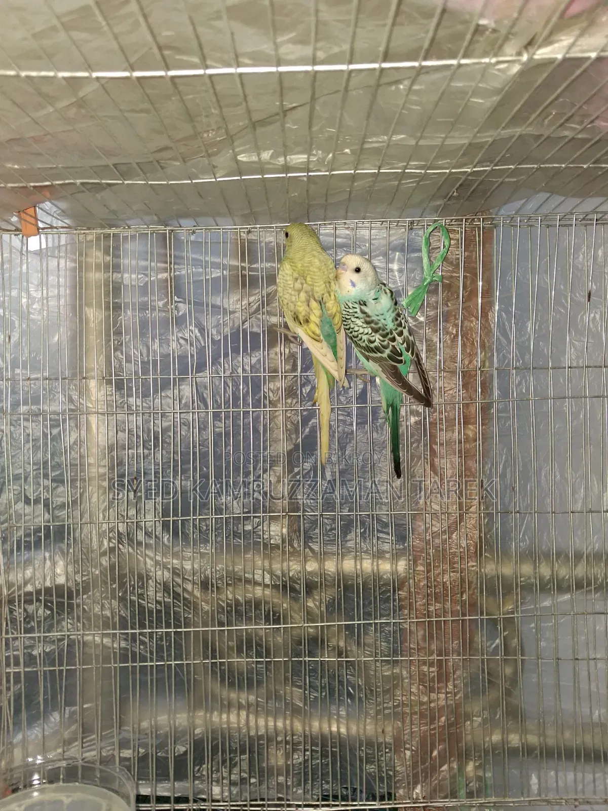 নতুন রানিং বাজরিগার পাখি