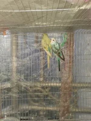 নতুন রানিং বাজরিগার পাখি
