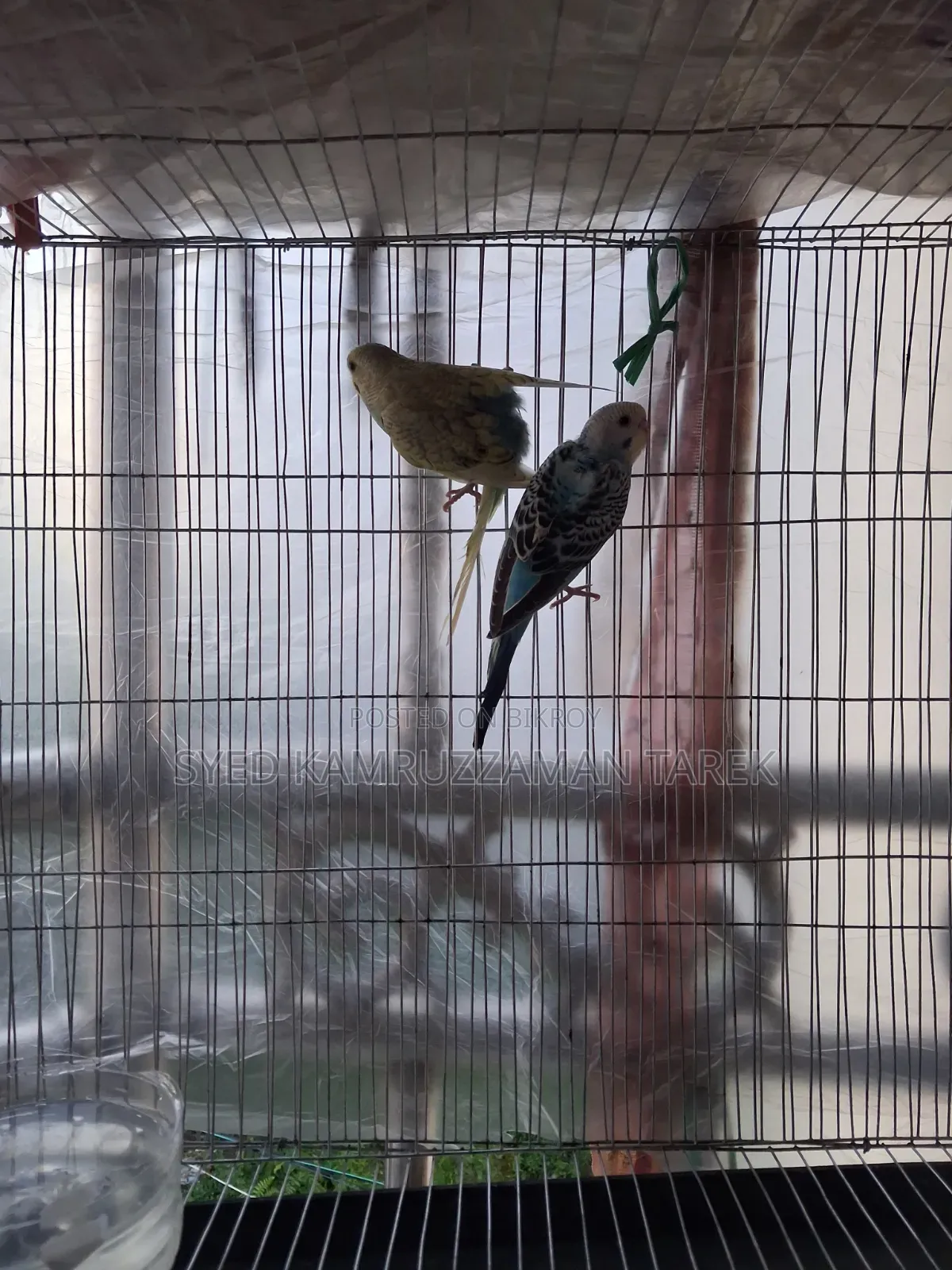 নতুন রানিং বাজরিগার পাখি