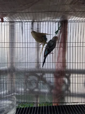 নতুন রানিং বাজরিগার পাখি