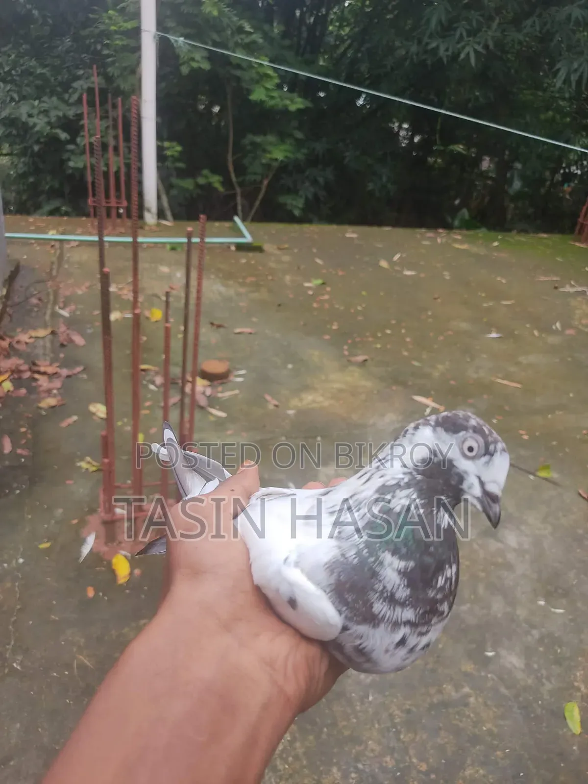 Pigeon Running Pair