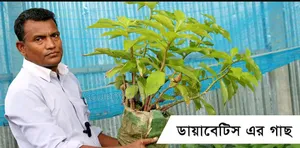Insulin Plant
