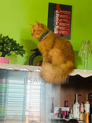 1+ Year Female Purebred Persian