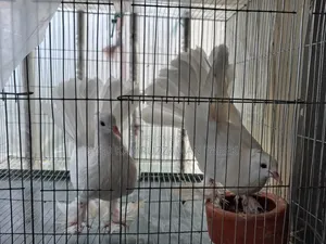Lakhha pigeon two and a half months