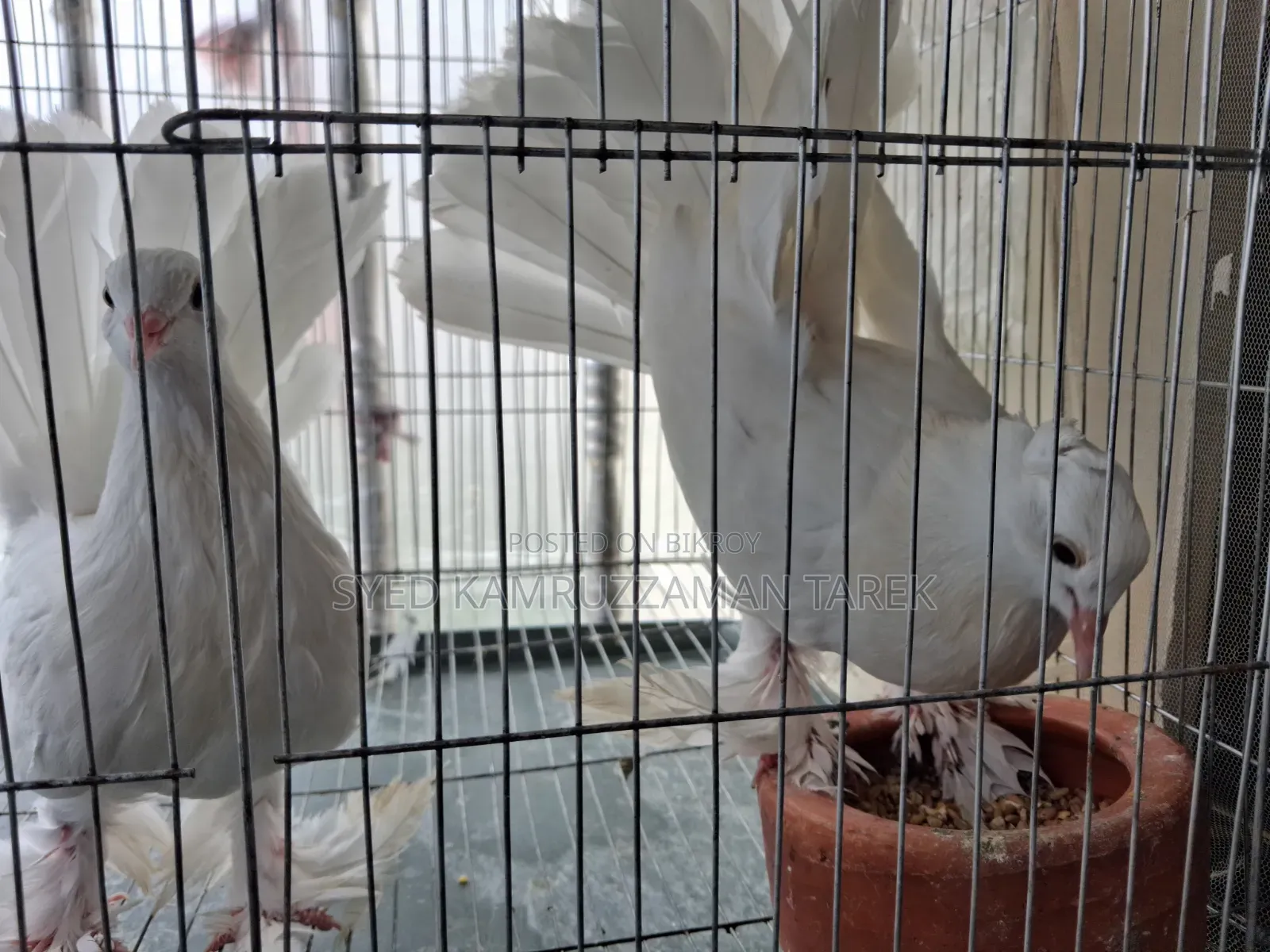 Lakhha pigeon two and a half months