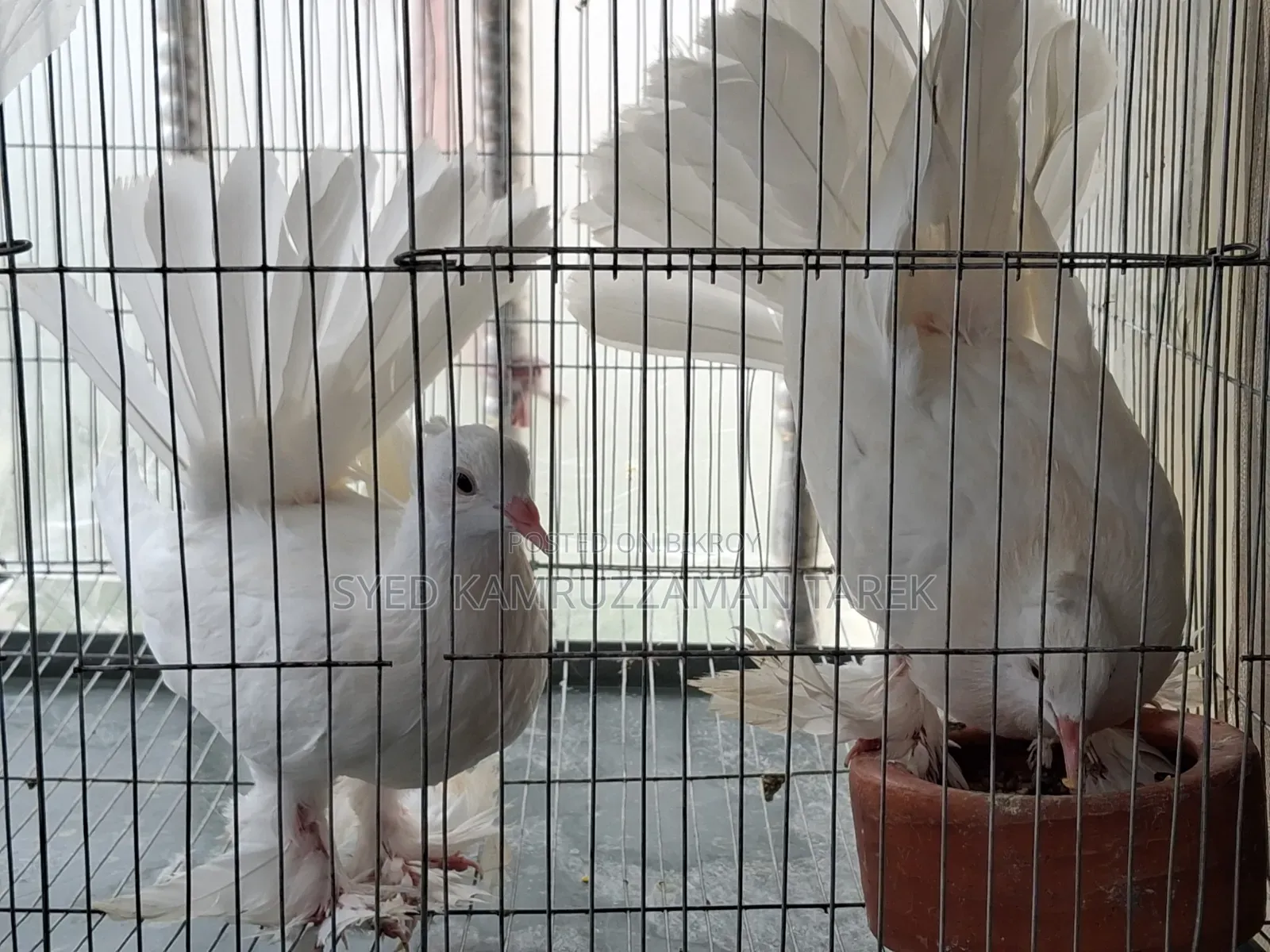Lakhha pigeon two and a half months