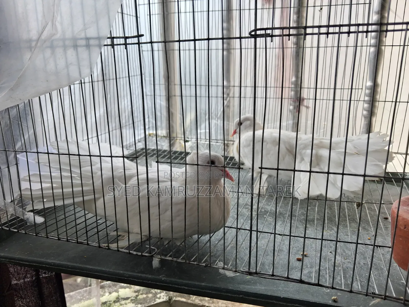 Lakhha pigeon two and a half months