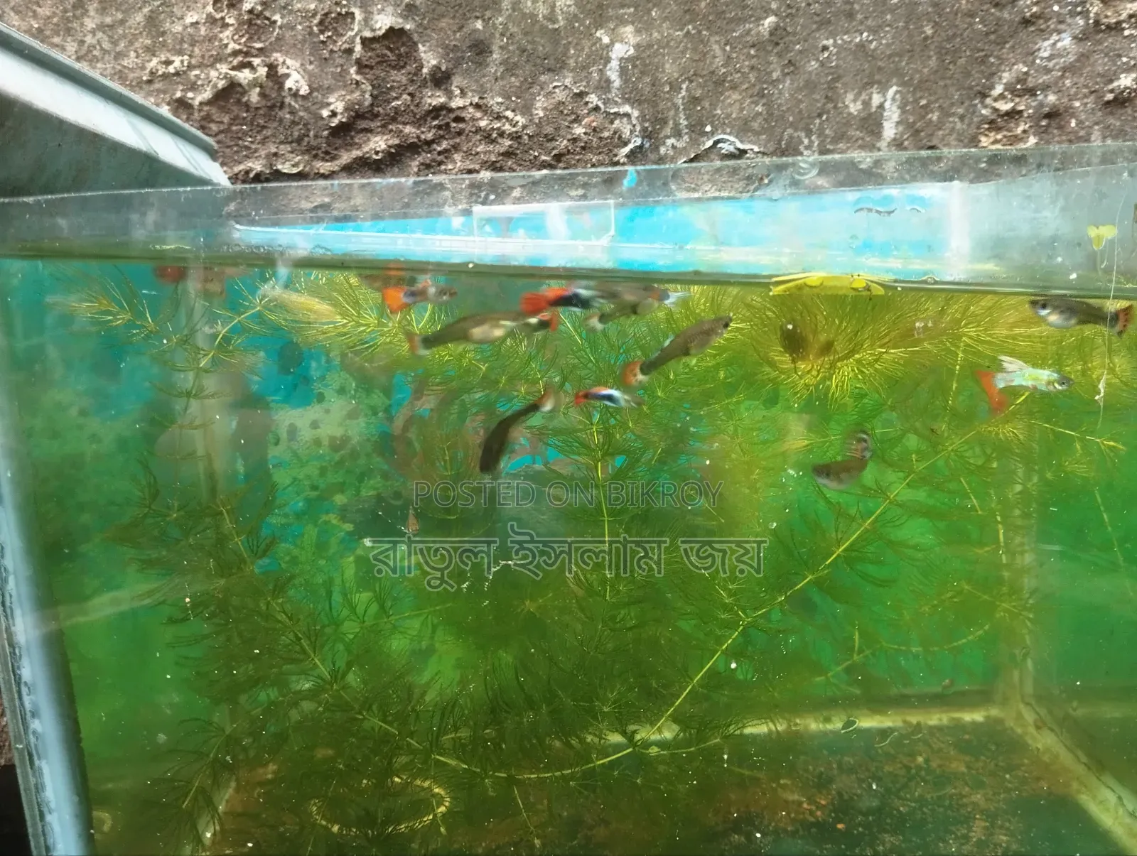 বিভিন্ন ধরনের গাপ্পি মাছ বিক্রি হবে