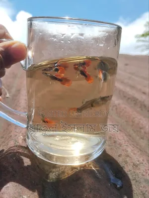 বিভিন্ন ধরনের গাপ্পি মাছ বিক্রি হবে