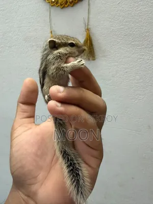 Squirrel