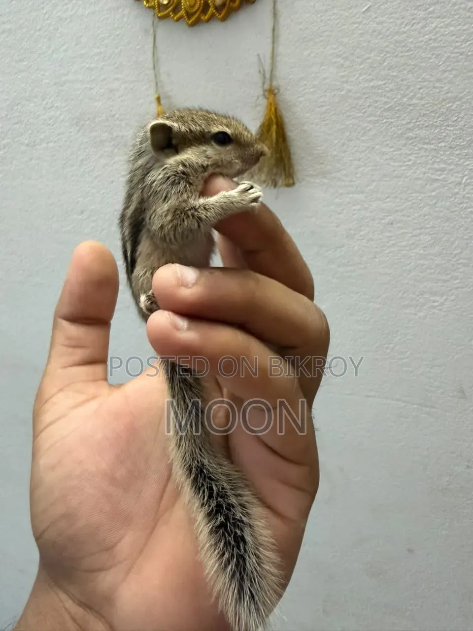 Squirrel