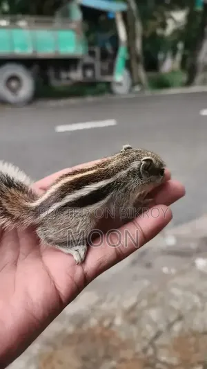 Squirrel
