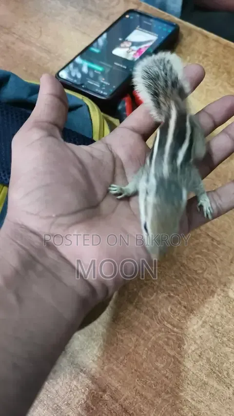 Squirrel