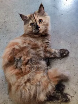 6-12 months Female Purebred Persian Cat