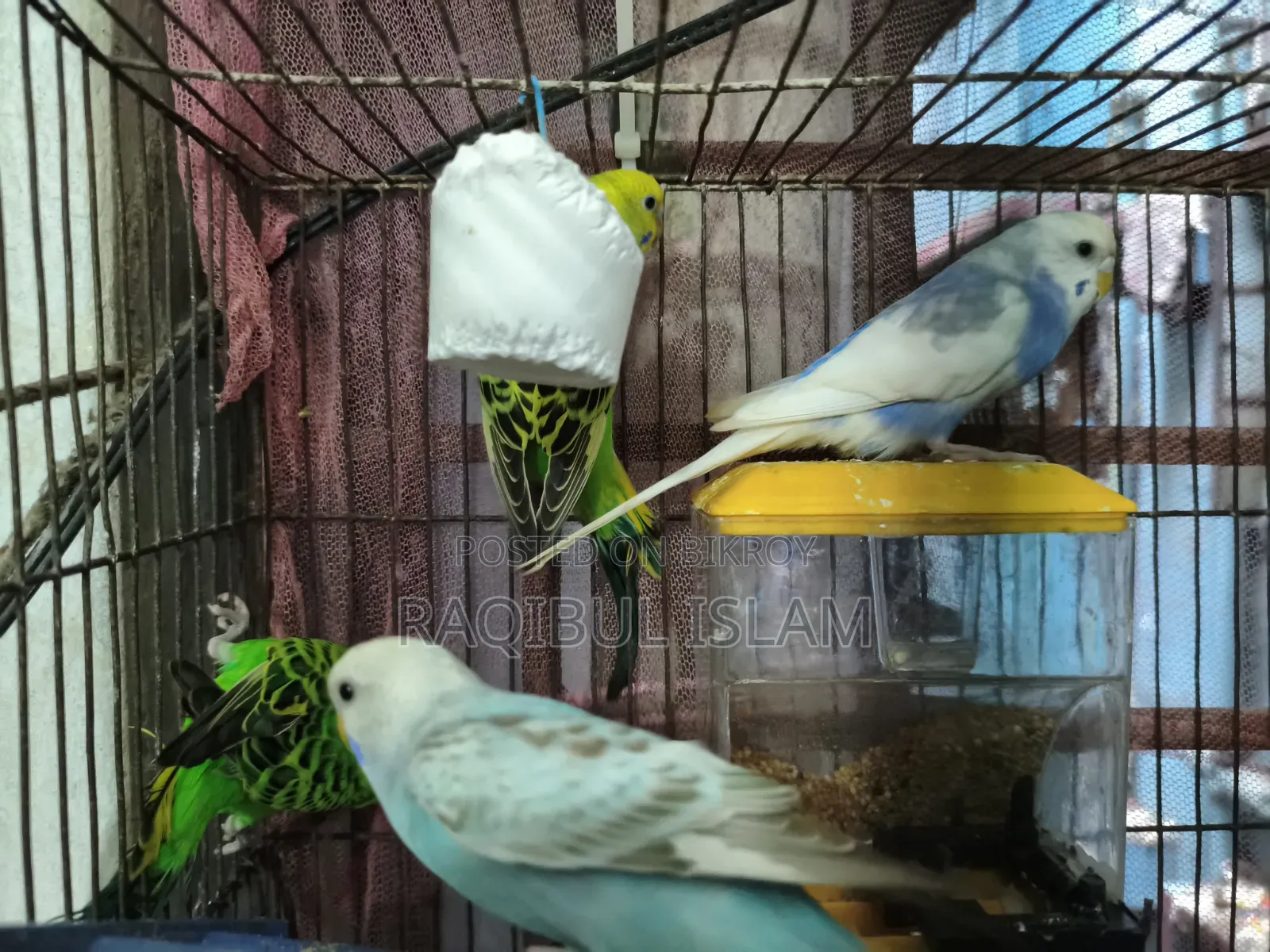 Budgerigar For Sale