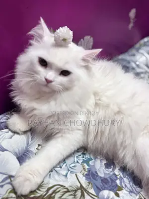 3-6 Months Male Purebred Persian